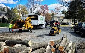 Best Tree Health Inspection  in Alpine, NJ