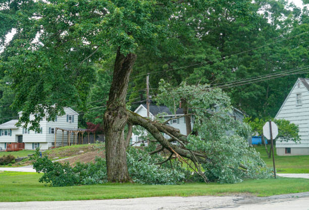  Alpine, NJ Tree Services Pros