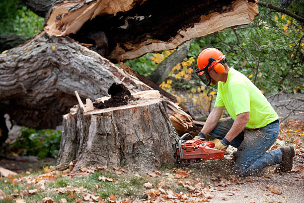 Professional Tree Services in Alpine, NJ