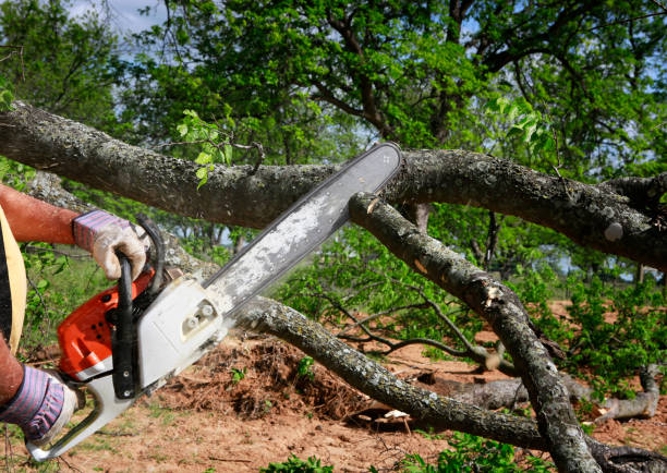 Tree and Shrub Care in Alpine, NJ